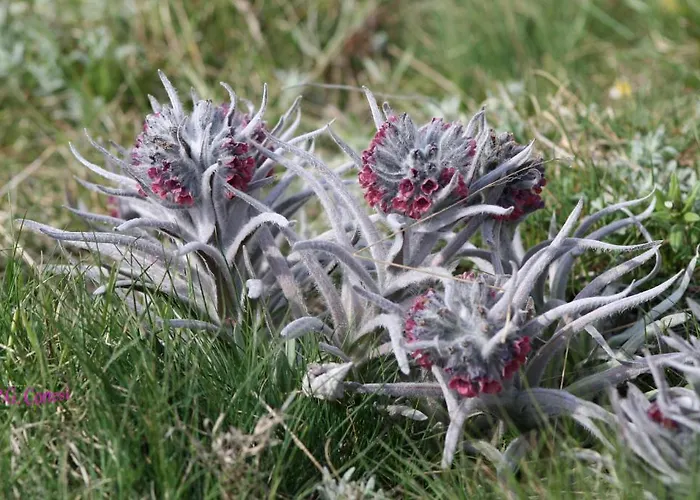 Hotel Albergo Ristorante Monte Selva